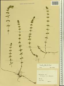 Cruciata glabra (L.) Opiz, Eastern Europe, South Ukrainian region (E12) (Ukraine)