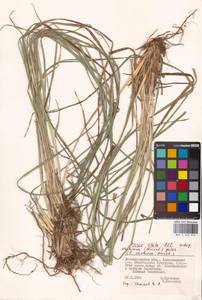Carex elata subsp. omskiana (Meinsh.) Jalas, Eastern Europe, Lower Volga region (E9) (Russia)