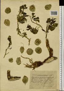 Physochlaina physaloides (L.) G. Don, Siberia, Altai & Sayany Mountains (S2) (Russia)