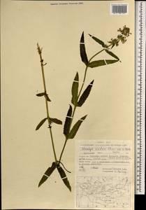 Stachys riederi Cham., Mongolia (MONG) (Mongolia)