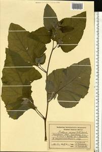 Arctium minus (Hill) Bernh., Eastern Europe, Middle Volga region (E8) (Russia)