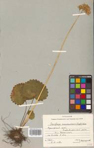 Micranthes manchuriensis (Engl.) Gornall & H. Ohba, Siberia, Russian Far East (S6) (Russia)