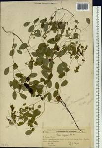 Vicia amurensis Oett., Siberia, Russian Far East (S6) (Russia)