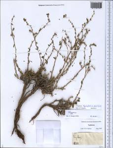 Polygonum thymifolium Jaub. & Spach, Middle Asia, Pamir & Pamiro-Alai (M2) (Tajikistan)