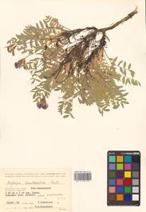 Oxytropis kamtschatica Hultén, Siberia, Chukotka & Kamchatka (S7) (Russia)