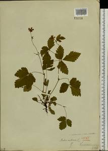 Rubus arcticus L., Siberia, Baikal & Transbaikal region (S4) (Russia)