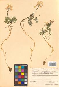 Corydalis gorodkovii Karav., Siberia, Chukotka & Kamchatka (S7) (Russia)