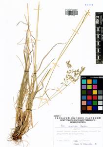 Poa sibirica Roshev., Siberia, Baikal & Transbaikal region (S4) (Russia)