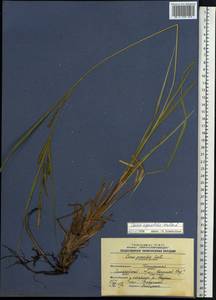 Carex acuta L., Siberia, Western Siberia (S1) (Russia)