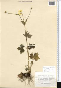 Ranunculus grandifolius C. A. Mey., Middle Asia, Dzungarian Alatau & Tarbagatai (M5) (Kazakhstan)