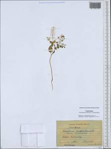 Lepidium perfoliatum L., Middle Asia, Karakum (M6) (Turkmenistan)