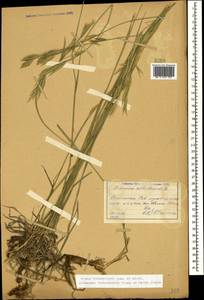 Bromus biebersteinii Roem. & Schult., Caucasus, Dagestan (K2) (Russia)