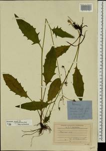 Hieracium lachenalii subsp. deductum (Sudre) Greuter, Eastern Europe, North-Western region (E2) (Russia)