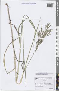 Bromus inermis Leyss., Eastern Europe, Eastern region (E10) (Russia)