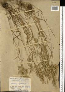 Bromus squarrosus L., Eastern Europe, Western region (E3) (Russia)