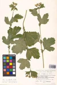 Geum macrophyllum Willd., Eastern Europe, Moscow region (E4a) (Russia)