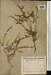 Halothamnus glaucus (M. Bieb.) Botsch., Caucasus, Armenia (K5) (Armenia)