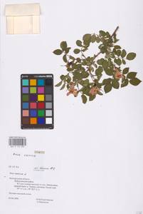 Rosa canina L., Eastern Europe, Central forest-and-steppe region (E6) (Russia)