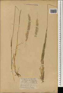 Imperata cylindrica (L.) Raeusch., South Asia, South Asia (Asia outside ex-Soviet states and Mongolia) (ASIA) (Philippines)