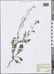 Erucastrum gallicum (Willd.) O.E.Schulz, Eastern Europe, Central region (E4) (Russia)