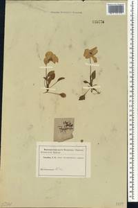Viola altaica Ker Gawl., Siberia, Altai & Sayany Mountains (S2) (Russia)