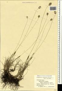 Alopecurus vaginatus (Willd.) Kunth, Crimea (KRYM) (Russia)
