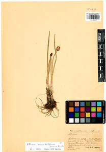 Allium atrosanguineum var. atrosanguineum, Siberia, Altai & Sayany Mountains (S2) (Russia)