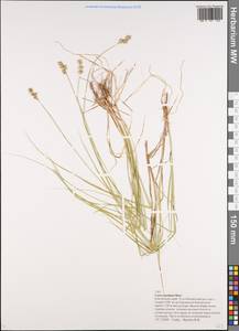 Carex echinata subsp. echinata, Siberia, Chukotka & Kamchatka (S7) (Russia)