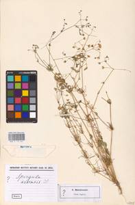 Spergula arvensis L., Eastern Europe, North-Western region (E2) (Russia)