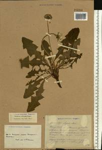 Taraxacum officinale Weber ex F. H. Wigg., Eastern Europe, South Ukrainian region (E12) (Ukraine)