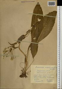 Armoracia sisymbrioides (DC.) Cajander, Siberia, Yakutia (S5) (Russia)