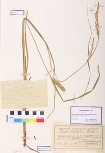 Carex vesicaria L., Siberia, Central Siberia (S3) (Russia)