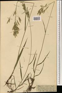 Bromus inermis Leyss., Mongolia (MONG) (Mongolia)