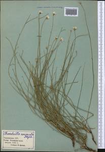 Chondrilla leiosperma Kar. & Kir., Middle Asia, Pamir & Pamiro-Alai (M2) (Tajikistan)