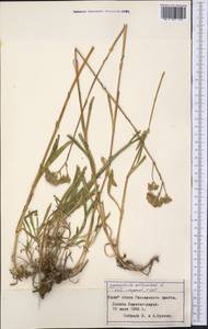 Gypsophila altissima L., Middle Asia, Pamir & Pamiro-Alai (M2) (Tajikistan)