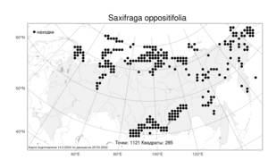 Saxifraga oppositifolia L., Atlas of the Russian Flora (FLORUS) (Russia)