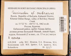 Coscinodon cribrosus (Hedw.) Spruce, Bryophytes, Bryophytes - Baikal & Transbaikal regions (B18) (Russia)