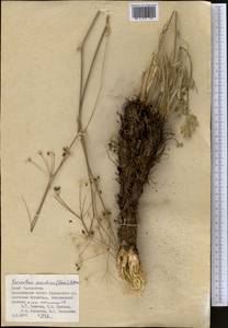 Parasilaus asiaticus (Korov.) M.G. Pimenov, Middle Asia, Pamir & Pamiro-Alai (M2) (Tajikistan)