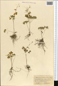 Thalictrum sultanabadense Stapf, Middle Asia, Kopet Dag, Badkhyz, Small & Great Balkhan (M1) (Turkmenistan)