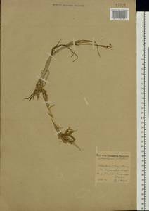 Scheuchzeria palustris L., Eastern Europe, Central forest region (E5) (Russia)