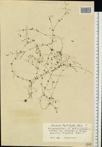 Arenaria leptoclados (Rchb.) Guss., Eastern Europe, South Ukrainian region (E12) (Ukraine)