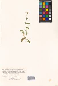 Atocion armeria var. lituanicum (Zapal.) Niketic & Stevan., Eastern Europe, Moscow region (E4a) (Russia)