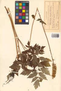 Actaea simplex (DC.) Wormsk. ex Fisch. & C. A. Mey., Siberia, Russian Far East (S6) (Russia)