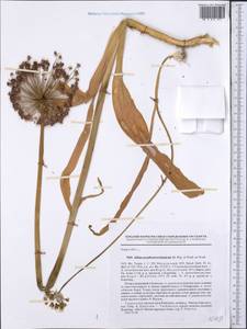 Allium sarawschanicum Regel, Middle Asia, Kopet Dag, Badkhyz, Small & Great Balkhan (M1) (Turkmenistan)