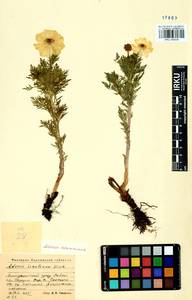 Adonis sibirica Patrin ex Ledeb., Siberia, Altai & Sayany Mountains (S2) (Russia)