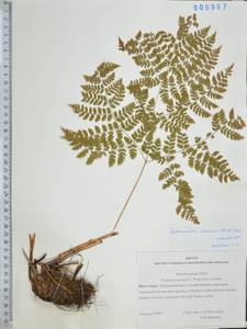 Dryopteris expansa (C.Presl) Fraser-Jenk. & Jermy, Siberia, Russian Far East (S6) (Russia)