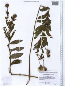 Cirsium arvense (L.) Scop., Siberia, Russian Far East (S6) (Russia)