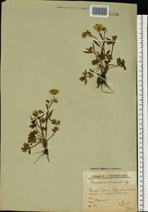 Ranunculus propinquus, Eastern Europe, Northern region (E1) (Russia)