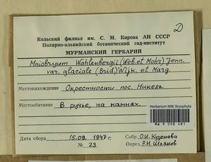 Pohlia wahlenbergii (F. Weber & D. Mohr) A.L. Andrews, Bryophytes, Bryophytes - Karelia, Leningrad & Murmansk Oblasts (B4) (Russia)