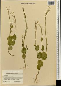 Plagioloba clavata (Boiss.) Khosravi & Eslami-Farouji, Caucasus, Armenia (K5) (Armenia)